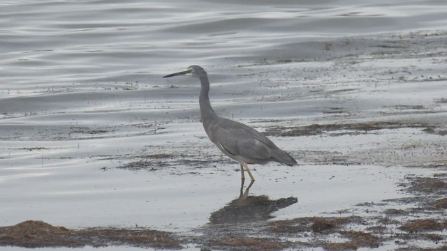 White-faced Heron - ML549211261