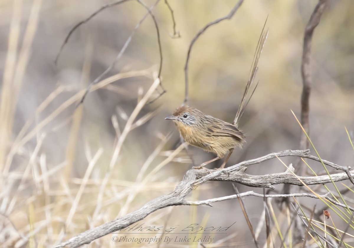 Mallee Emuwren - Feathers & Beyond Photography