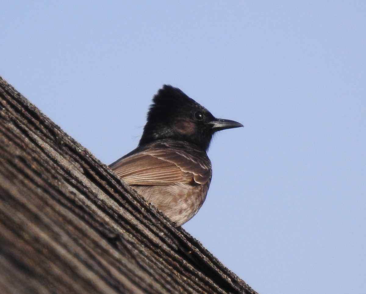 Red-vented Bulbul - ML549217451