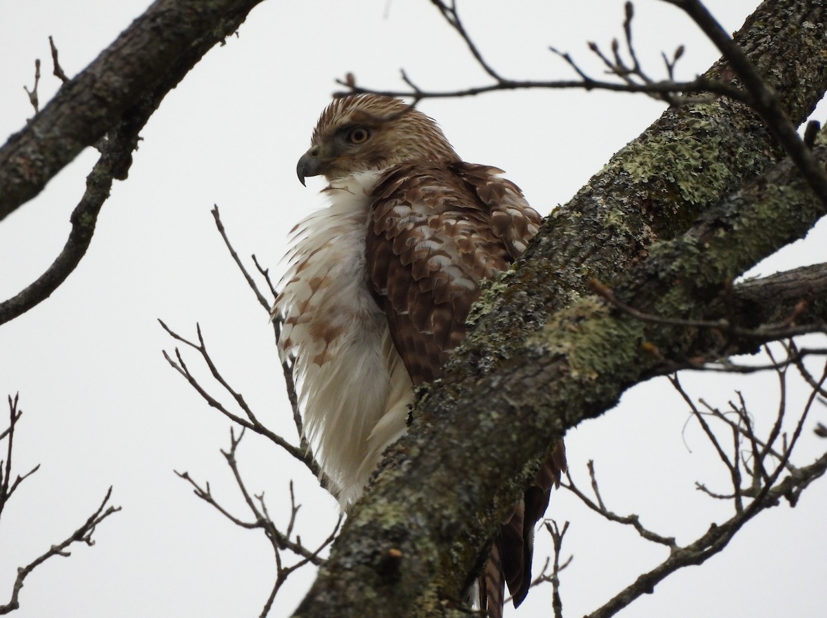 Red-tailed Hawk - ML549220141