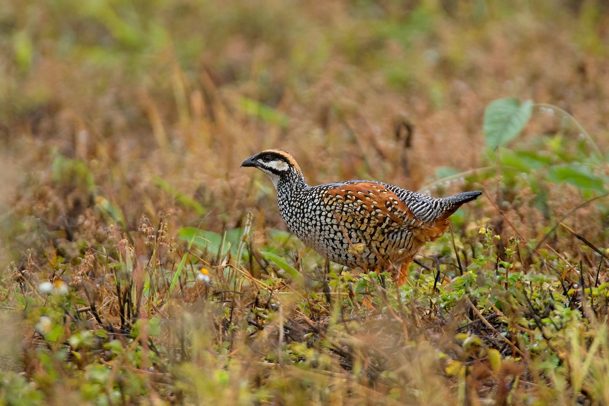 Chinese Francolin - ML54922261