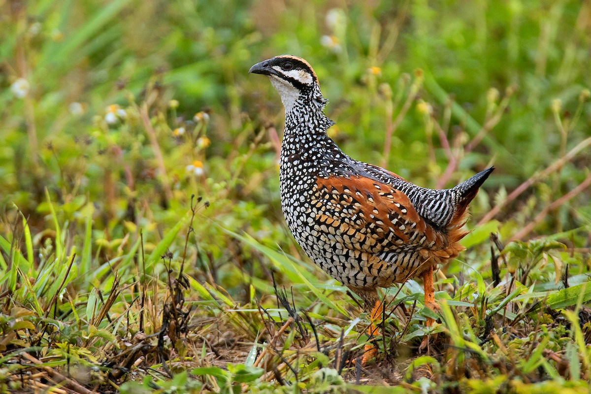Chinese Francolin - ML54922271