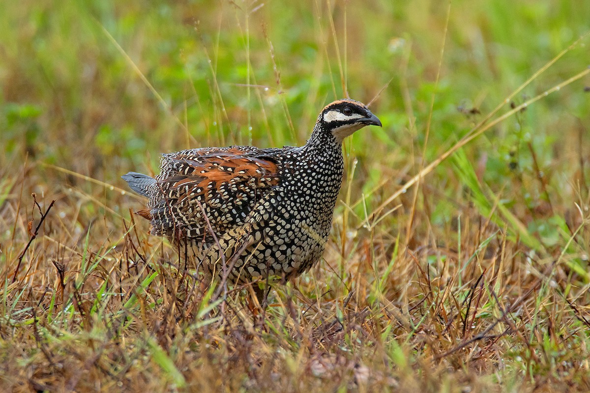 Chinese Francolin - ML54922281