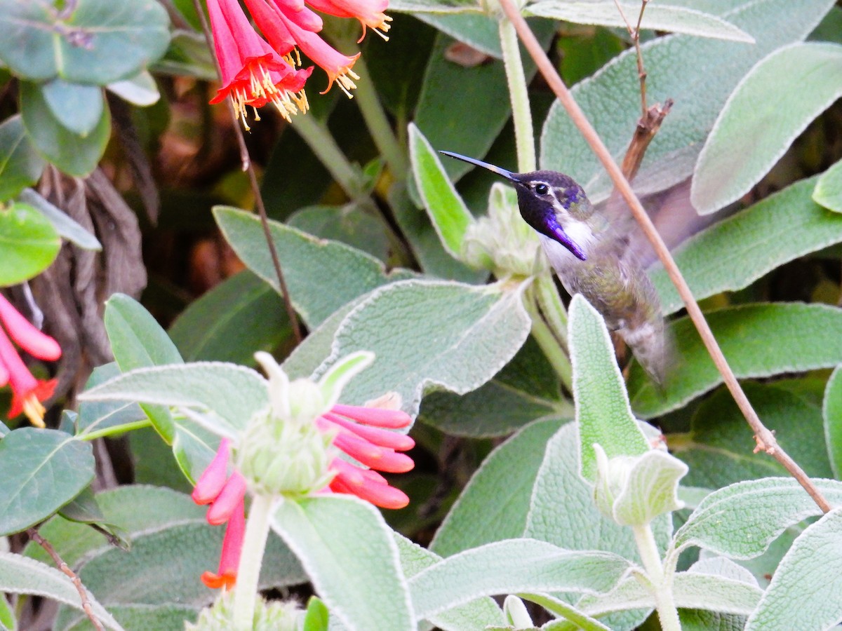 Costa's Hummingbird - ML549226191