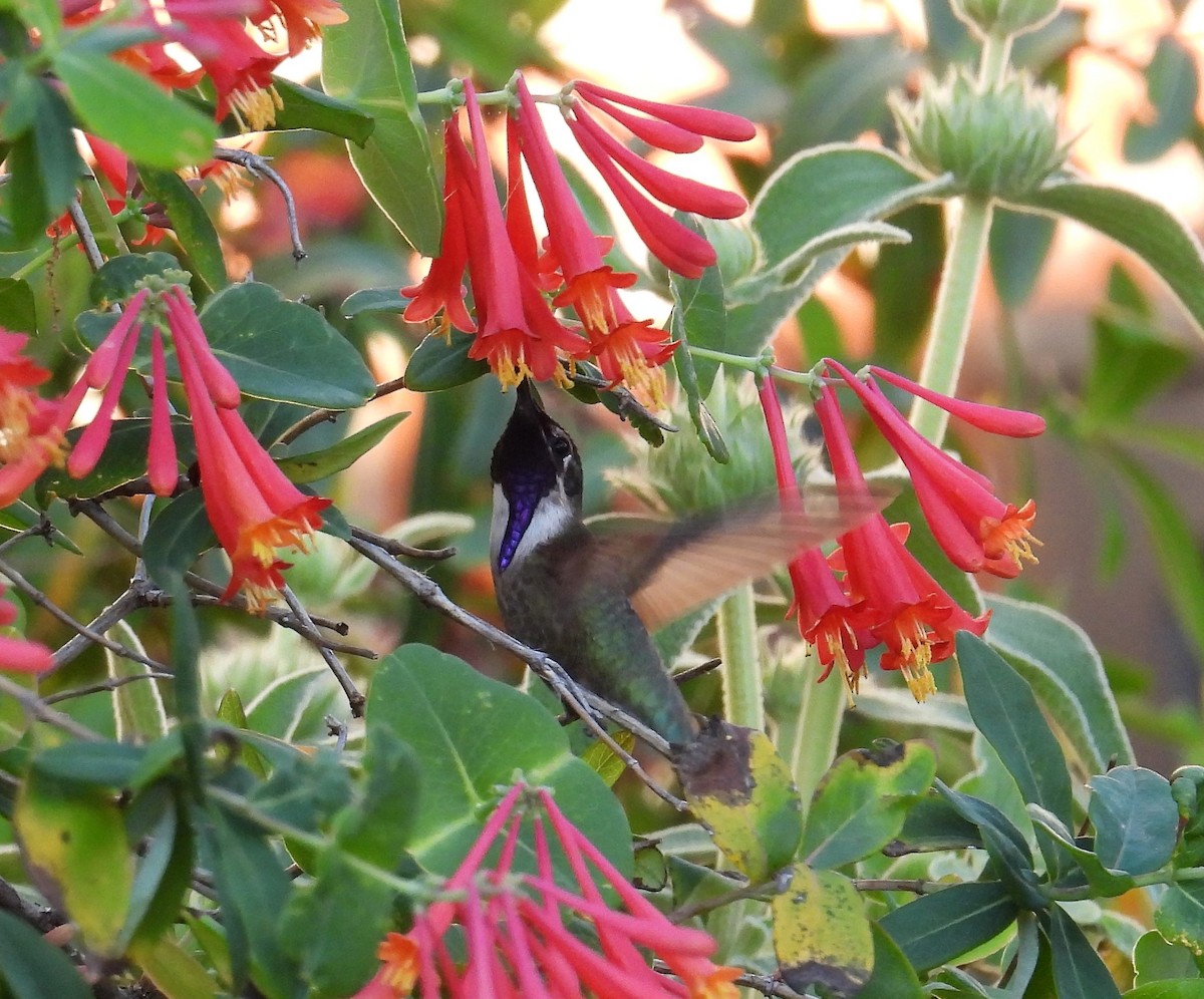 Costa's Hummingbird - Karen Carbiener