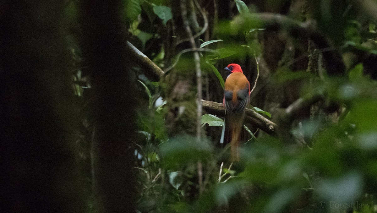 Whitehead's Trogon - Forest Botial-Jarvis