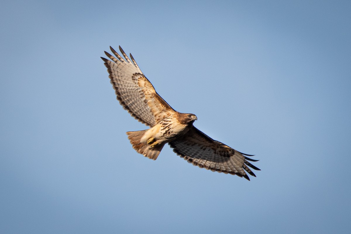 Red-tailed Hawk - Eric Conte