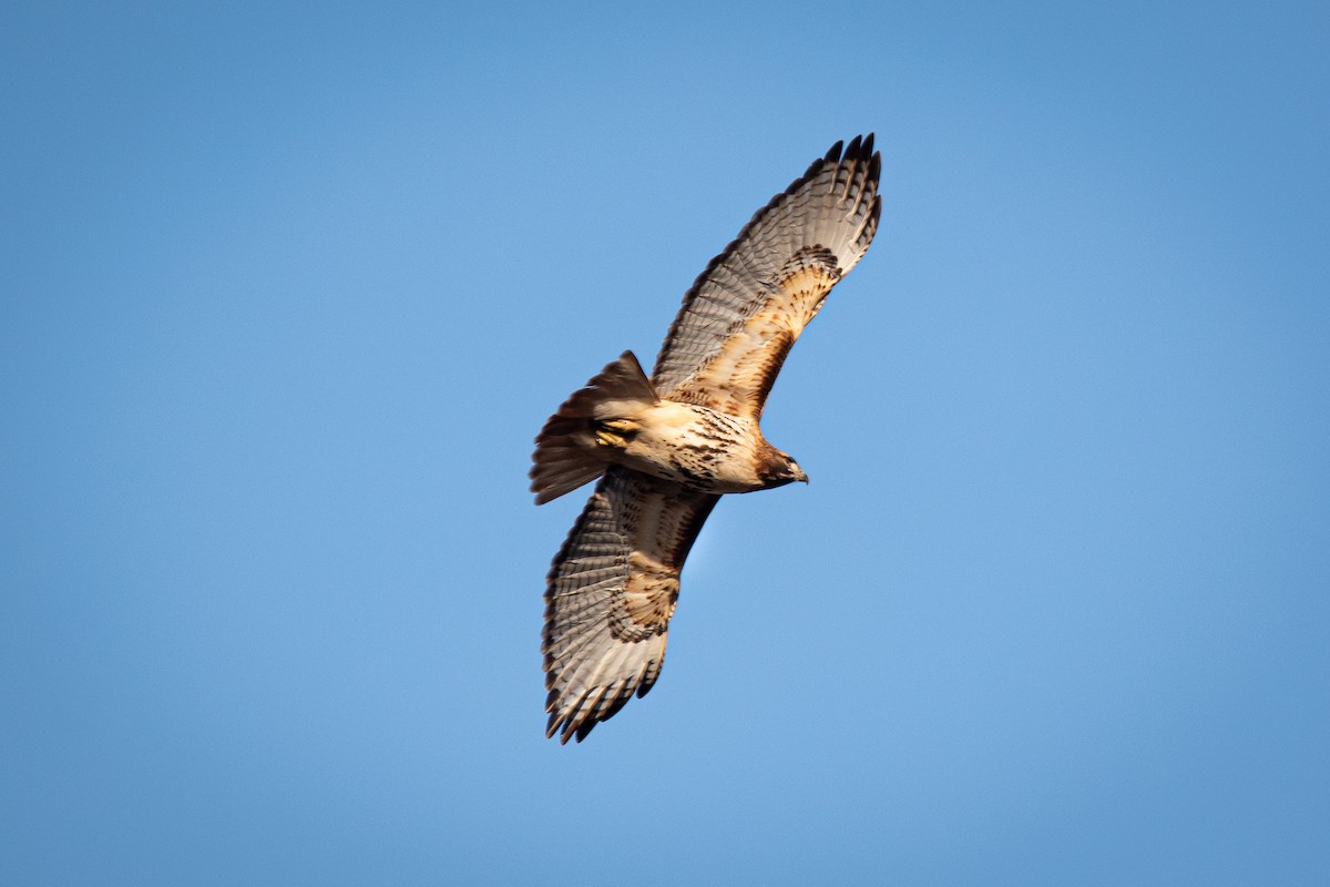 Red-tailed Hawk - ML549227791