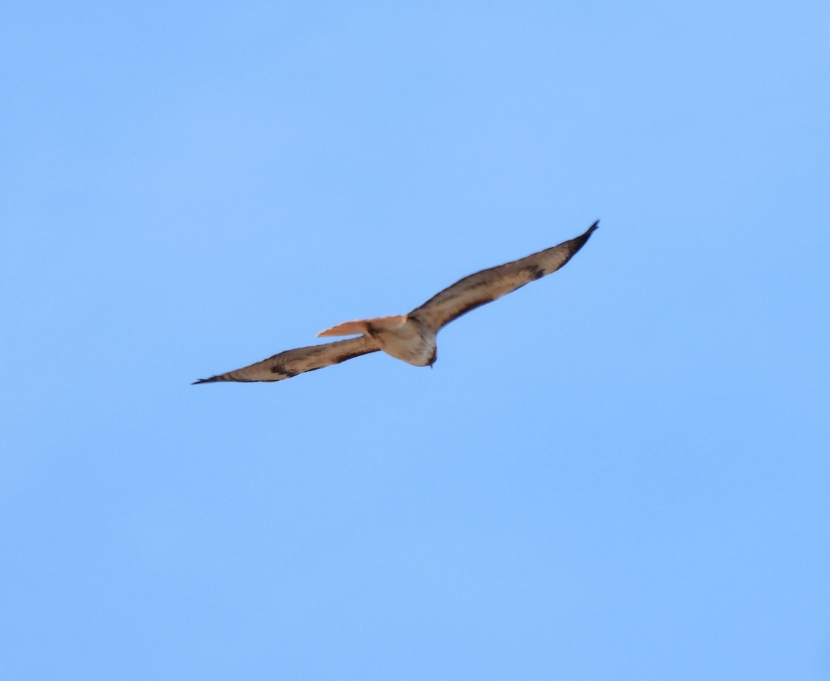 Red-tailed Hawk - ML549228211