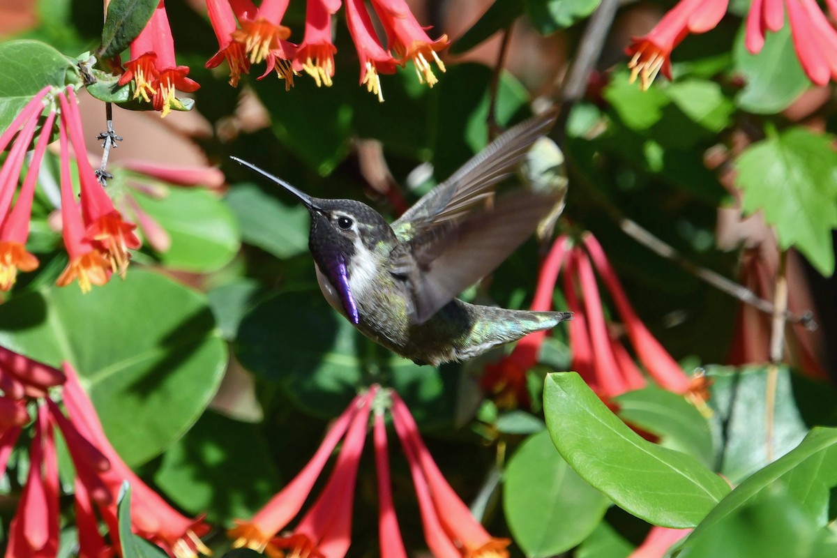 Costa's Hummingbird - ML549228231
