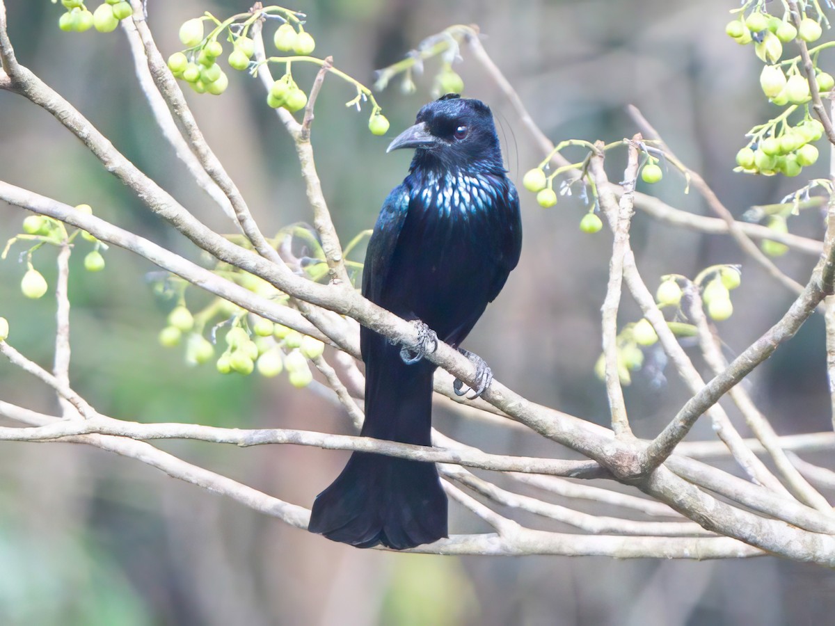Hair-crested Drongo - ML549229171