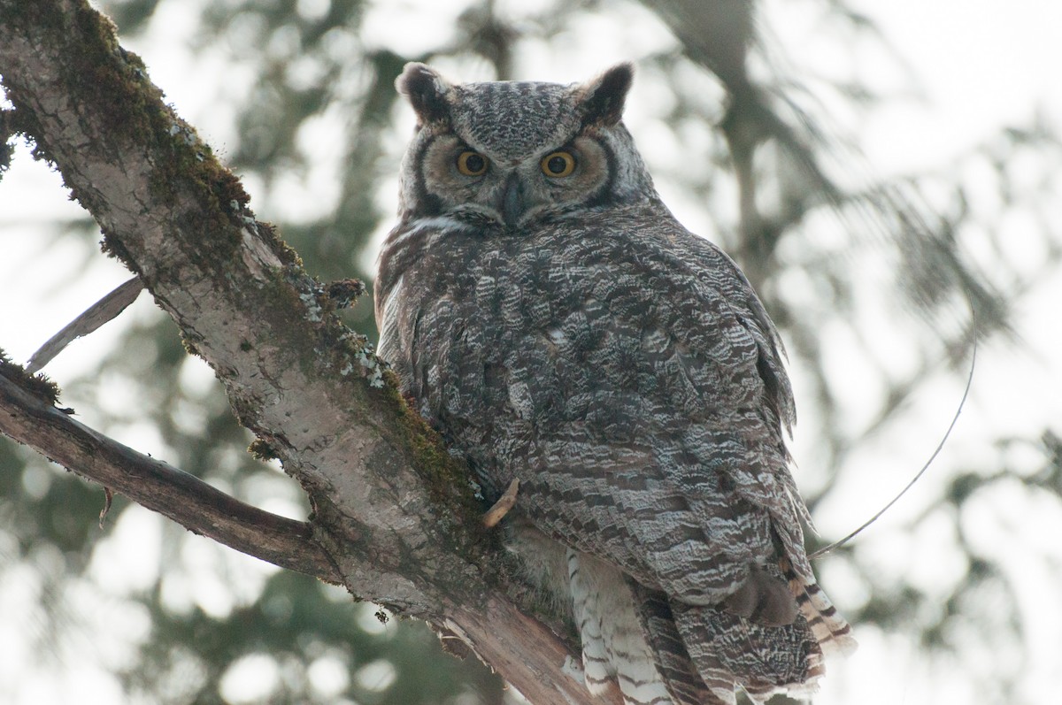 Great Horned Owl - ML549229441