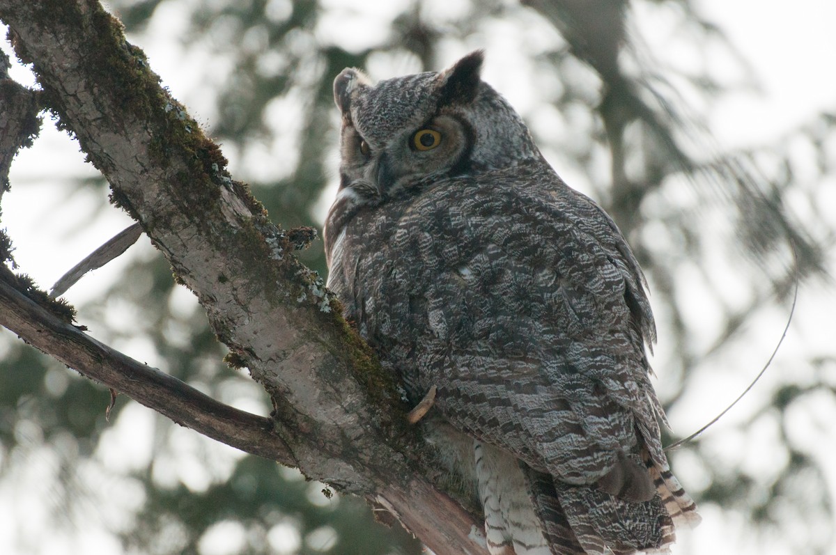 Great Horned Owl - ML549229461