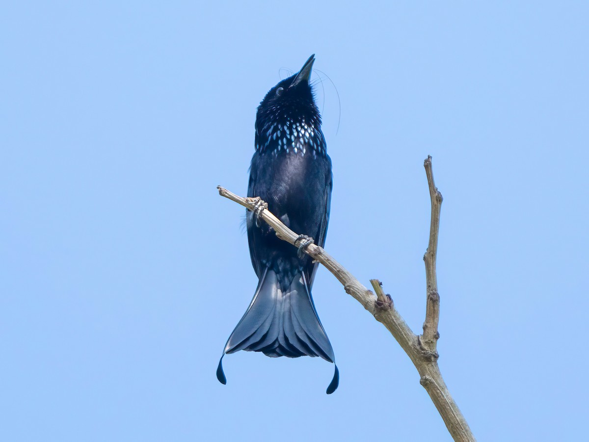 Hair-crested Drongo - Michael Sanders