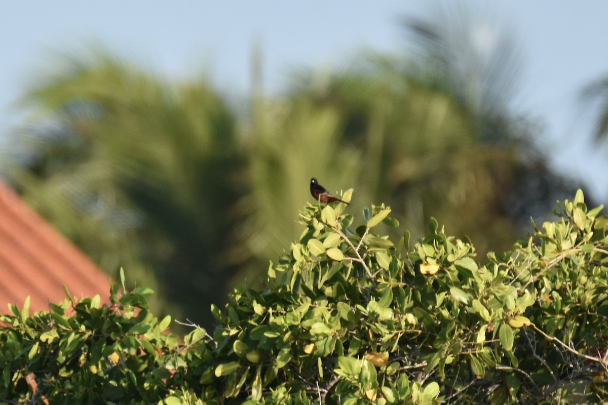 Orchard Oriole - ML549231801