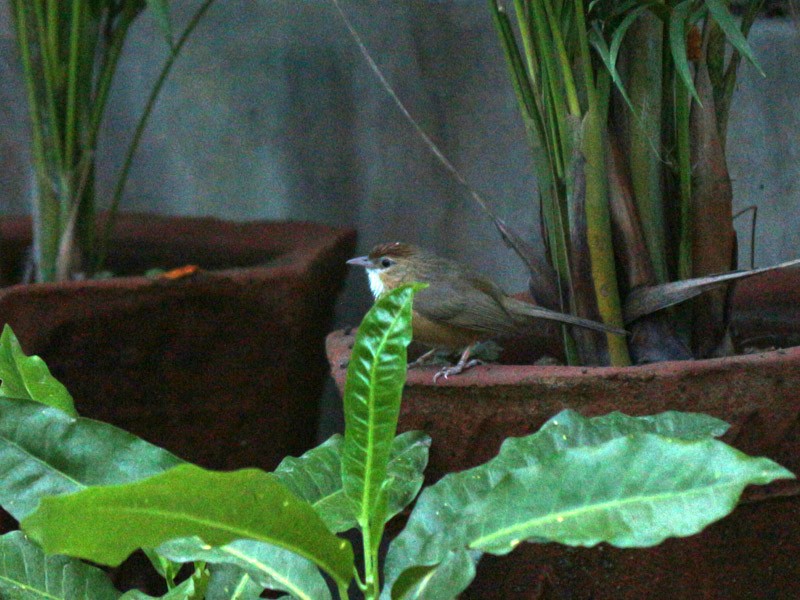 Tawny-bellied Babbler - Hiren Majithiya