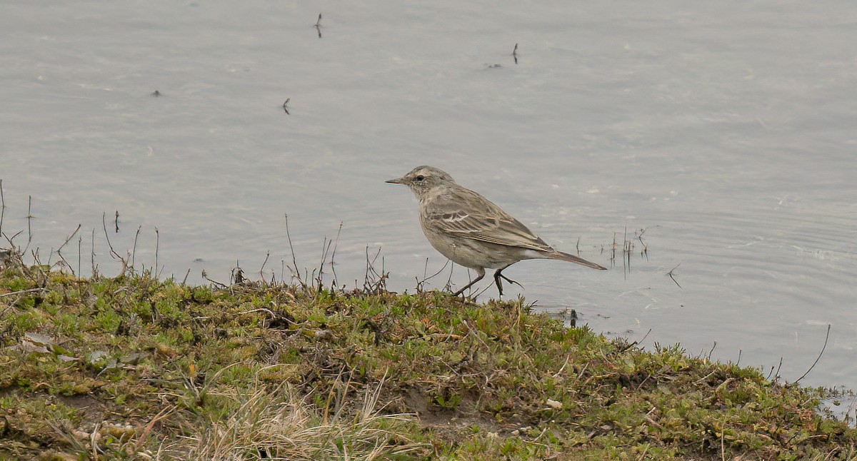Water Pipit - ML549238111