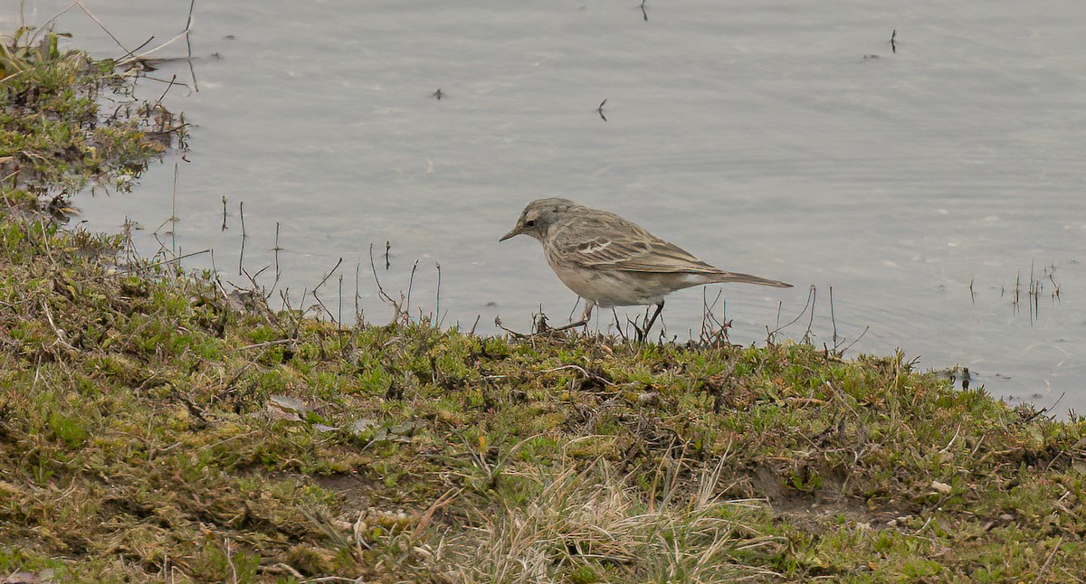 Water Pipit - ML549238141