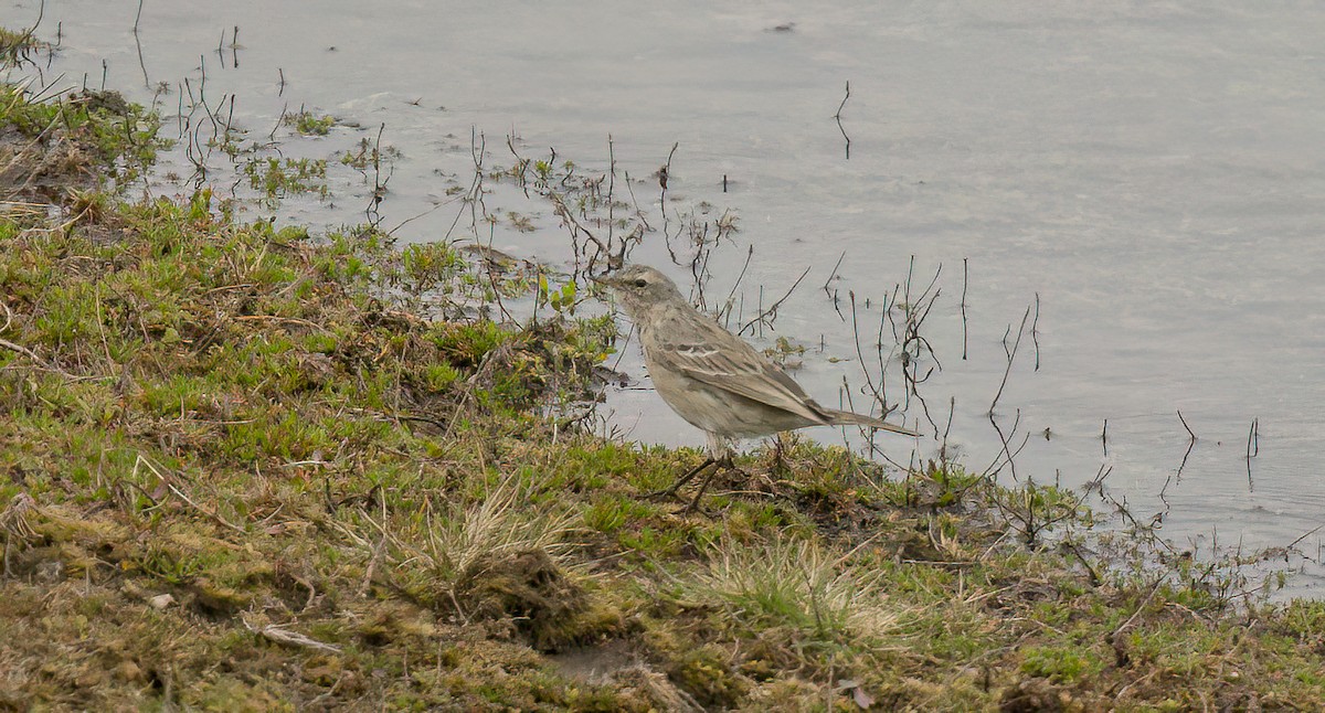 Water Pipit - ML549238161