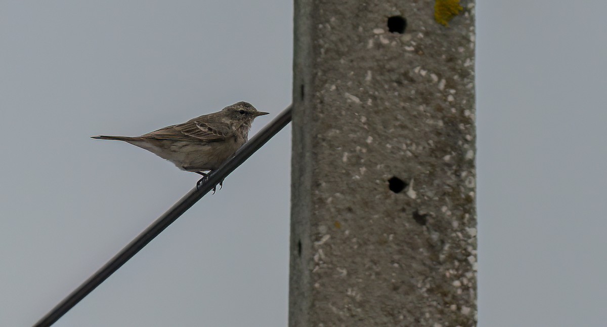 Water Pipit - ML549238191