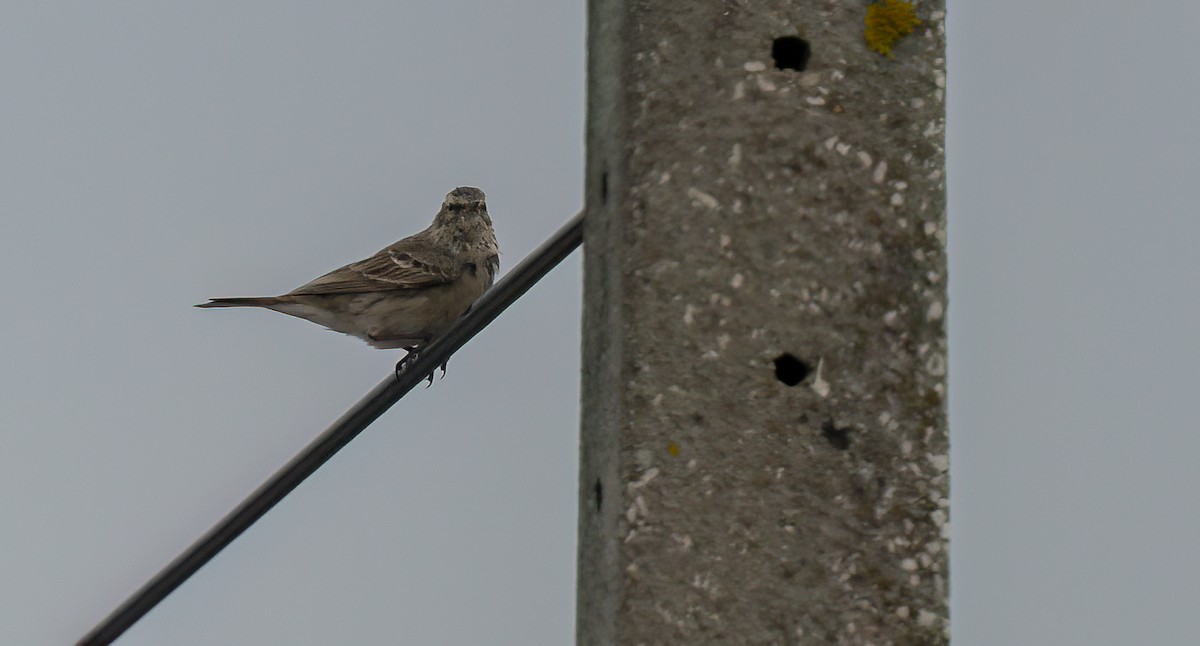 Water Pipit - ML549238201