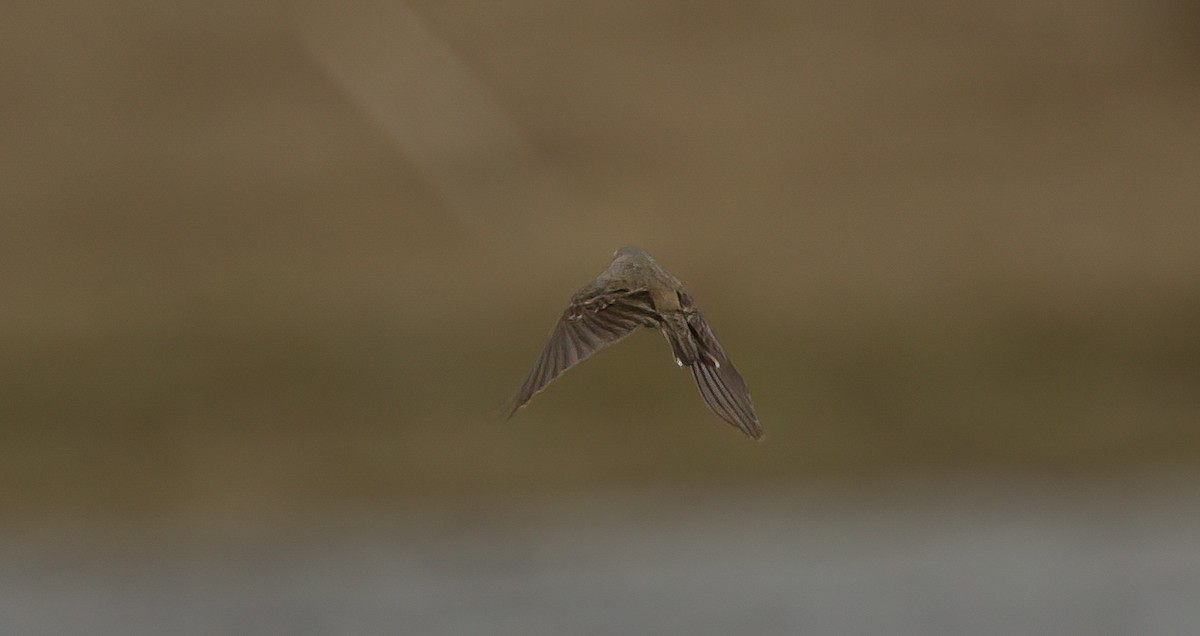 Water Pipit - ML549238241
