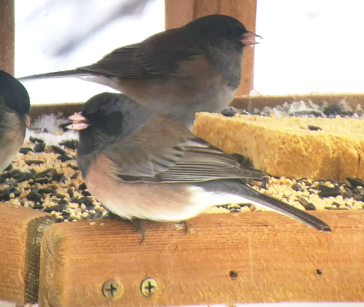 Dark-eyed Junco - ML549241381