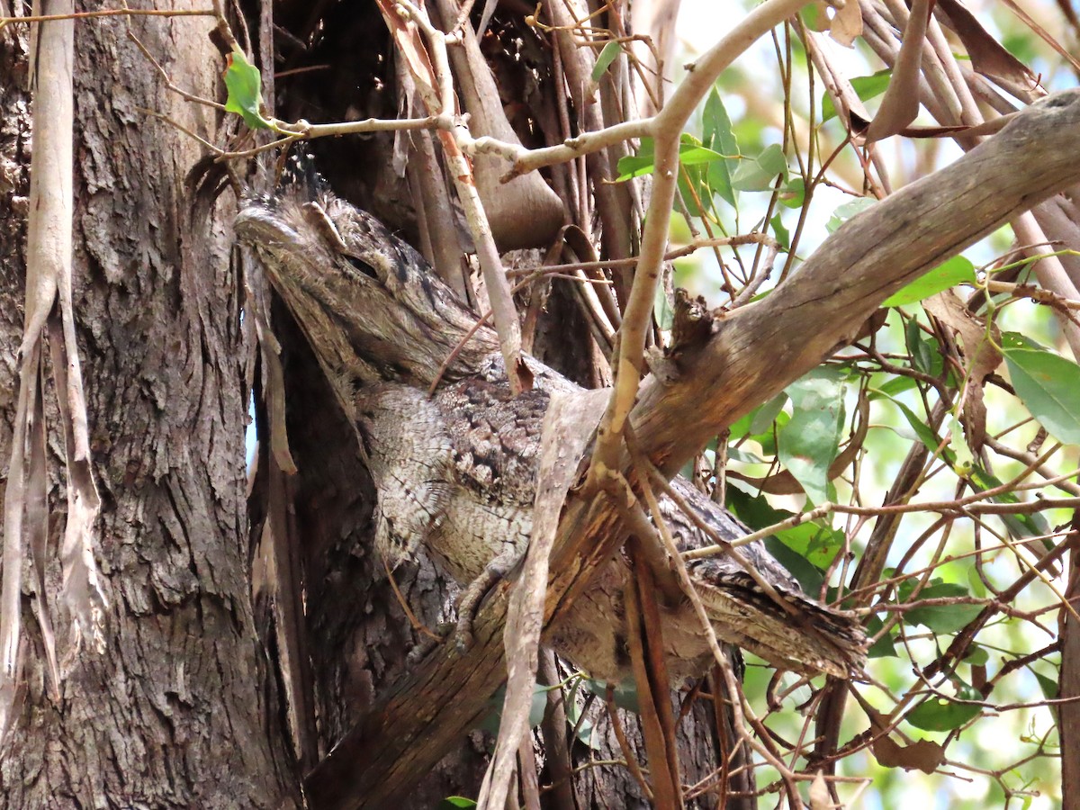 EBird Checklist 25 Mar 2023 Loveday Cove Lake Cooby 64 Species