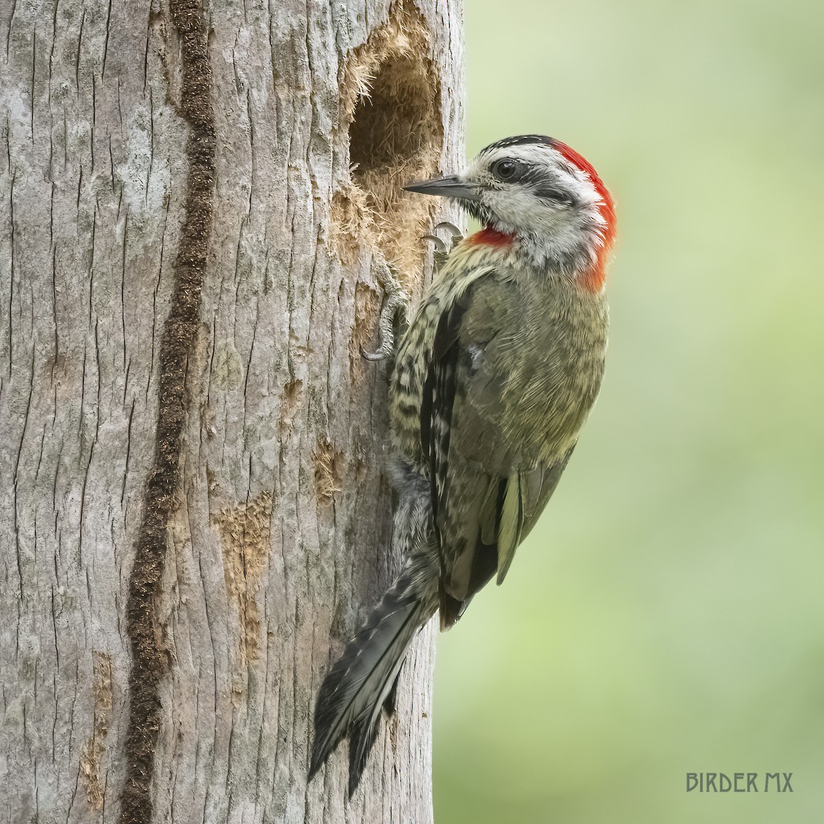 Cuban Green Woodpecker - ML549244171