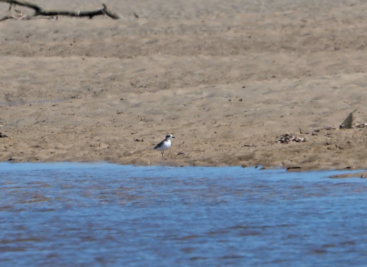 Greater Sand-Plover - Sue Lee