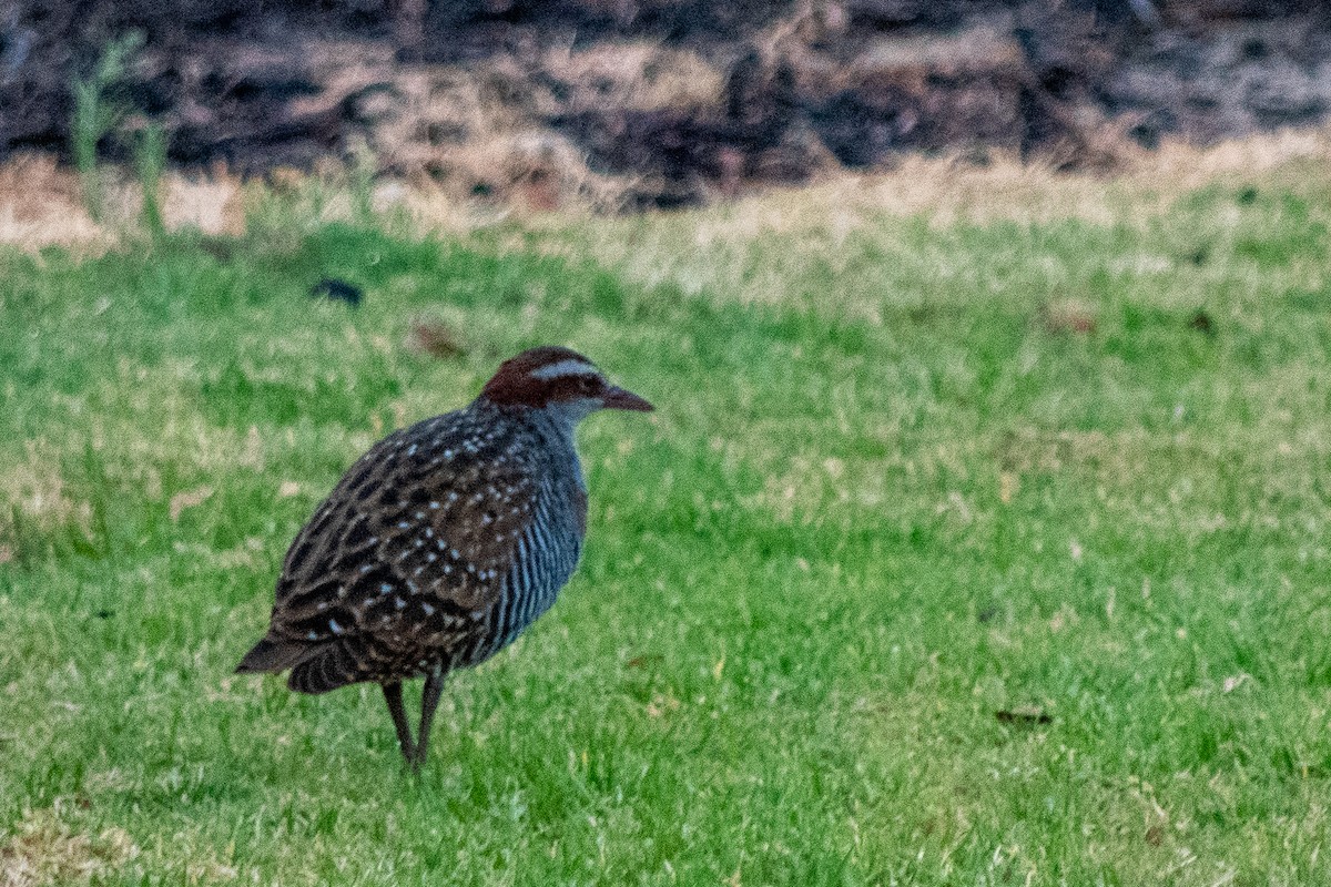 Buff-banded Rail - Tod Spencer
