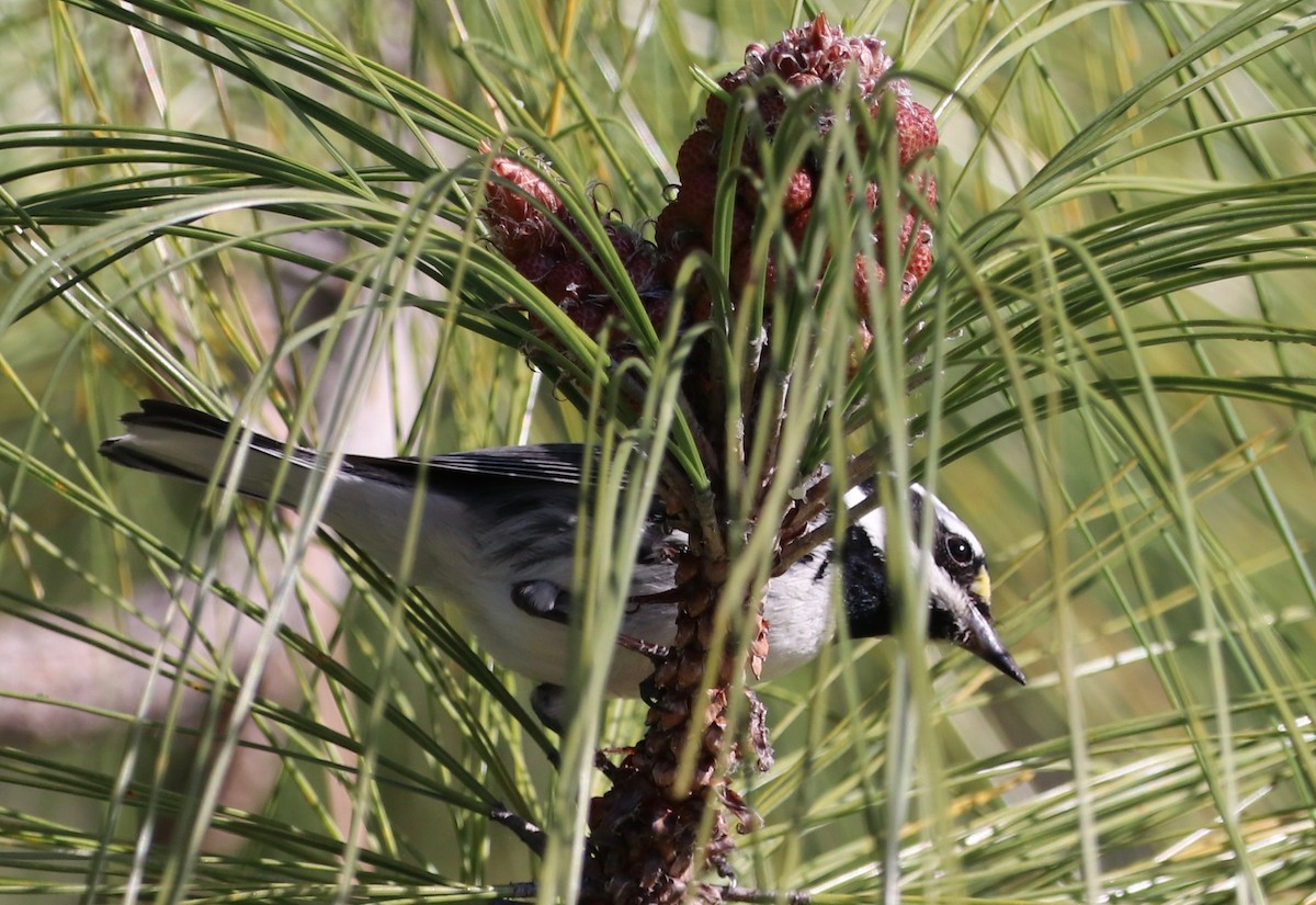 Black-throated Gray Warbler - ML549246411