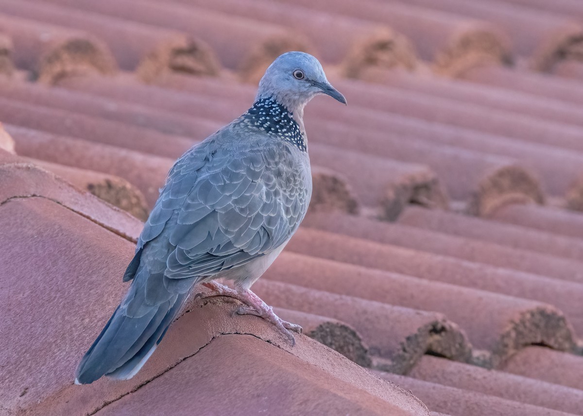 Spotted Dove - ML549248571