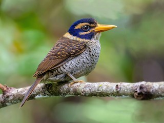  - Scaly-breasted Kingfisher