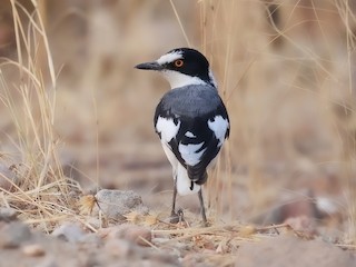  - White-tailed Shrike