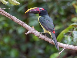  - Green Aracari