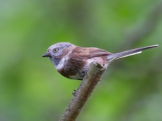  - Sooty Tit