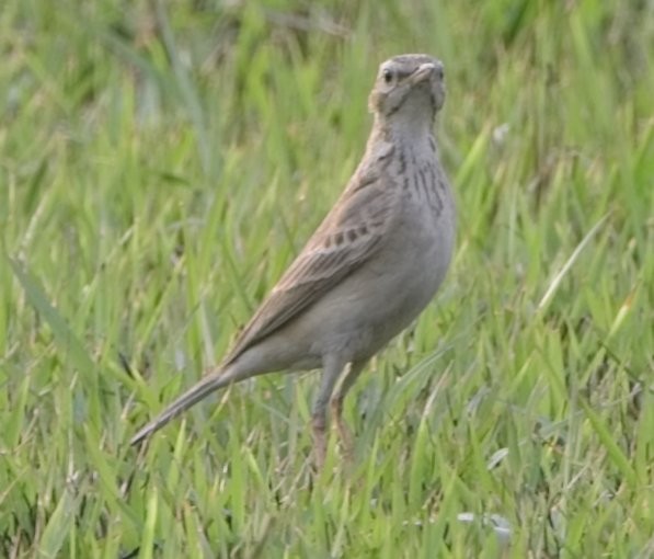 pipit sp. - ML549254001