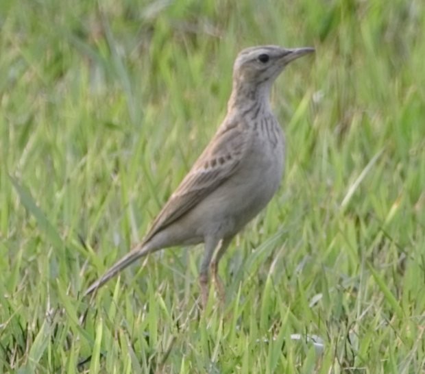 pipit sp. - ML549254011