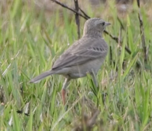 pipit sp. - ML549254021