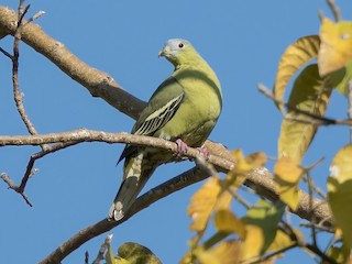  - Flores Green-Pigeon