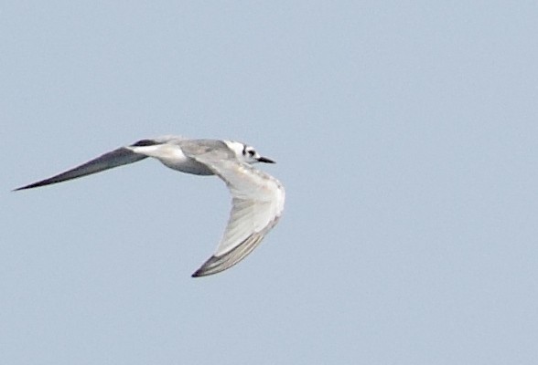 White-winged Tern - Ryan O'Donnell