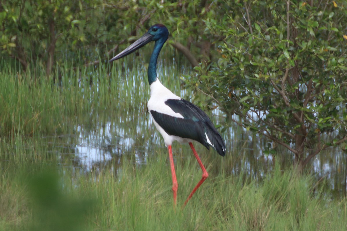 Black-necked Stork - ML549256201