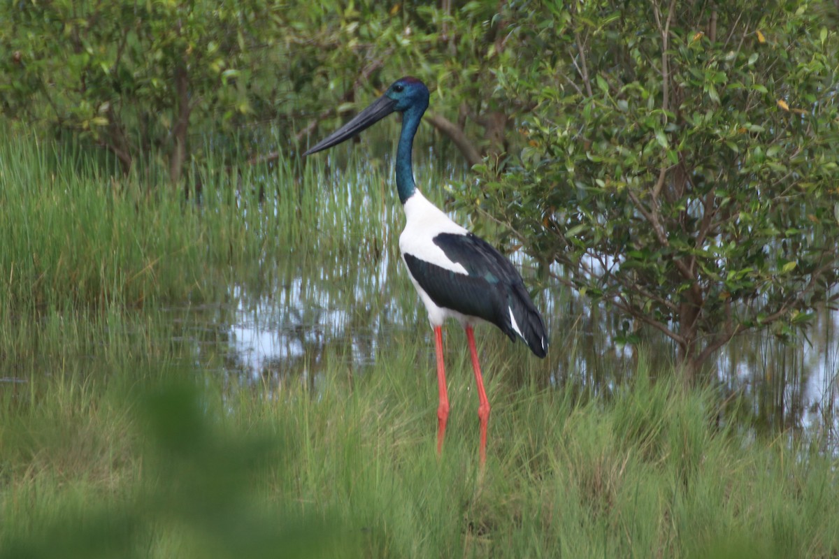Black-necked Stork - ML549256211