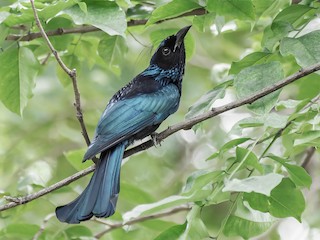  - Hair-crested Drongo