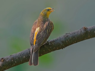  - Yellow-rumped Honeyguide