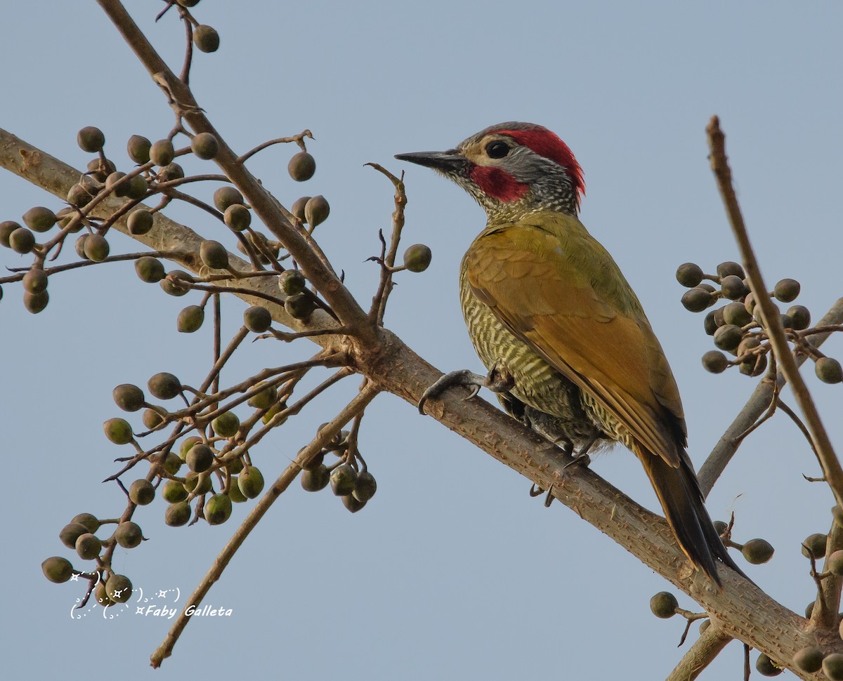 Golden-olive Woodpecker - Faby Galleta 🐦🦅