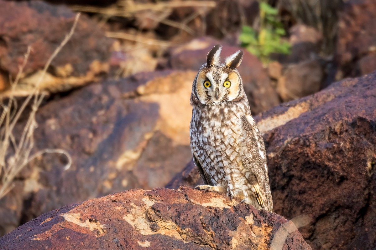 Long-eared Owl - ML549267611