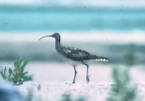 Bristle-thighed Curlew - ML54926781