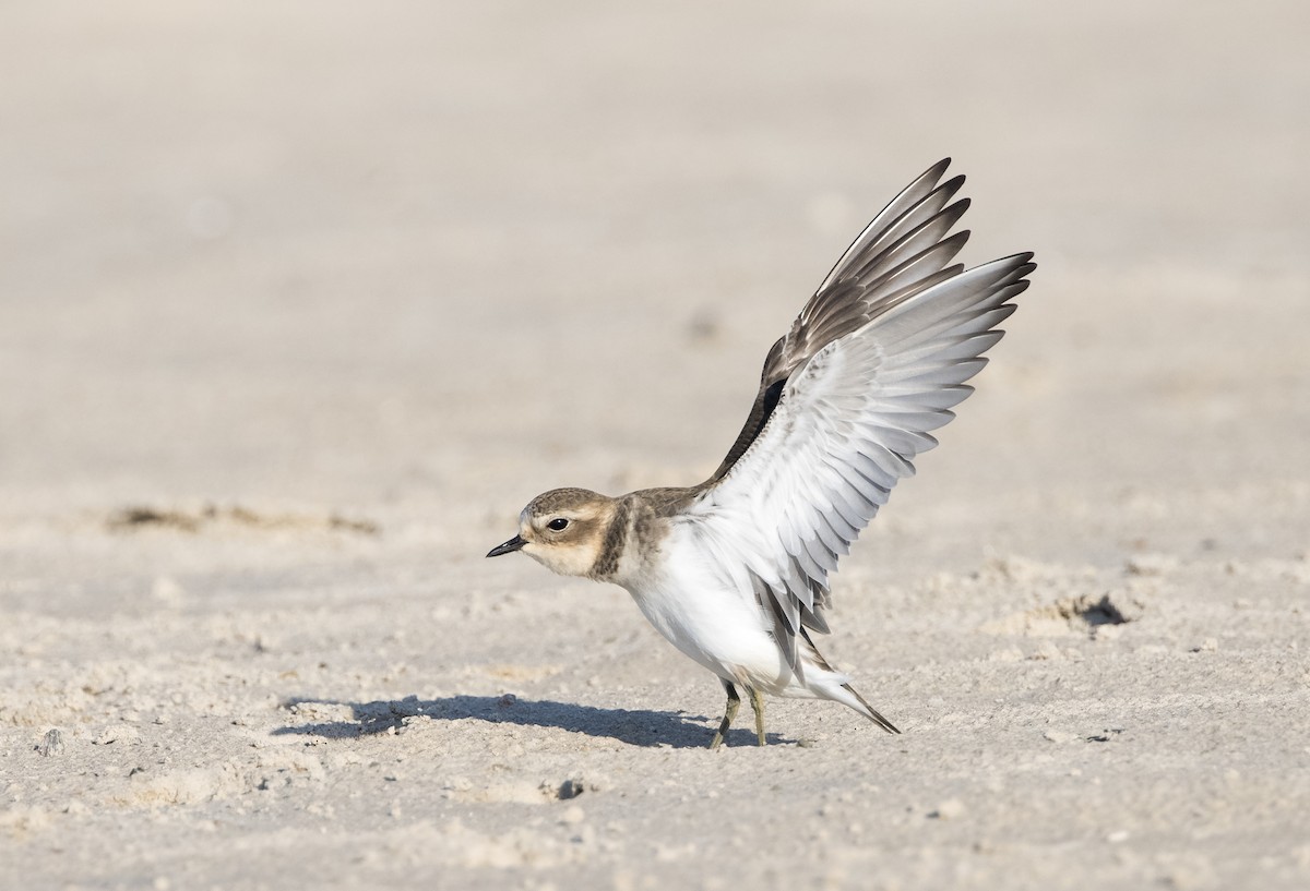 Double-banded Plover - ML549268861